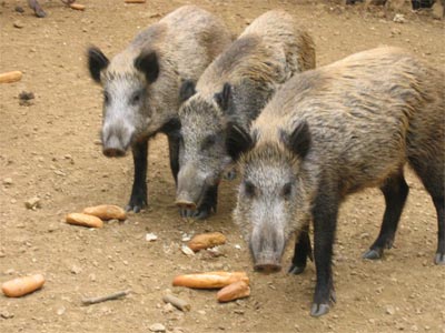 Wildschweine